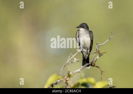 Ein östlicher Königsvogel thront auf einem Zweig in einem Park im Osten Washingtons. Stockfoto