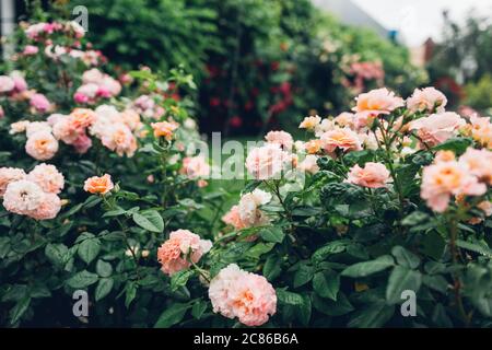 Schöne rosa Rosen blühen im Sommergarten. Frische Blumen in Blüte im Park Stockfoto