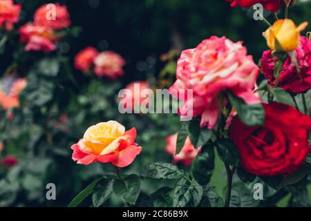 Schöne rote und gelbe Rosen blühen im Sommergarten. Frische Blumen in Blüte im Park Stockfoto