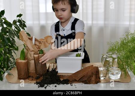 Der Junge, der die Hyazinthen pflanzt. Das Kind in einer Arbeitsumgebung nimmt einen nassen Papierbehälter mit Blumensämlingen. Stockfoto