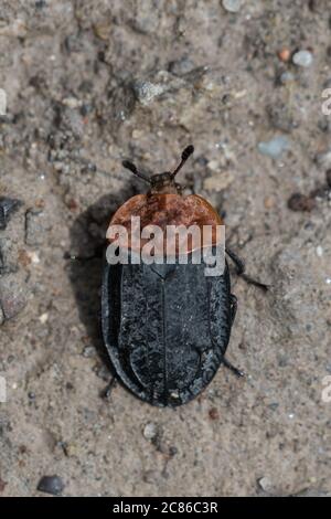 Nahaufnahme des Rotbrustkäfer, Oiceoptoma thoracica, auf einer Schotterstraße sitzend Stockfoto