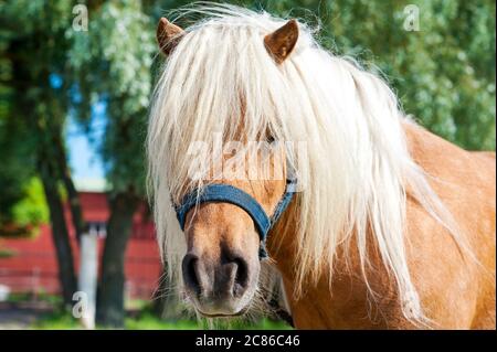 Nahaufnahme Porträt des zackigen palomino shetland Pony Kopf. Sommerzeit im Freien farbiges horizontales Bild Stockfoto