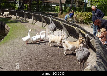 Öffentlicher Streichelzoo mitten im niederländischen Bergen. Gänse, Ziegen und größere Rheas warten auf Nahrung von den Menschen hinter dem Zaun. Stockfoto