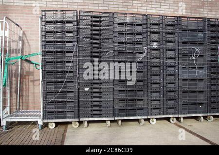 Rollcontainer oder Rollkäfigwagen mit grauen stapelbaren Kunststoffkisten. Februar, Niederlande. Stockfoto