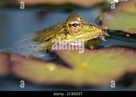 Iberischer grüner Frosch (Pelophylax perezi), zwischen Seerosenpads. Selektiver Fokus. Spanien Stockfoto