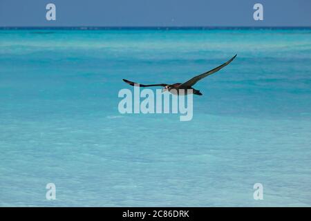 Schwarzfußalbatros, Phoebastria nigripes, Sand Island, Midway Atoll, Midway National Wildlife Refuge, Papahanaumokuakea Marine National Monument Stockfoto