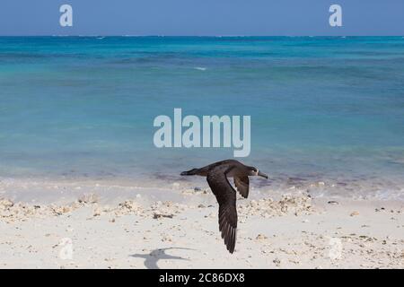 Schwarzfußalbatros, Phoebastria nigripes, Sand Island, Midway Atoll, Midway National Wildlife Refuge, Papahanaumokuakea Marine National Monument Stockfoto