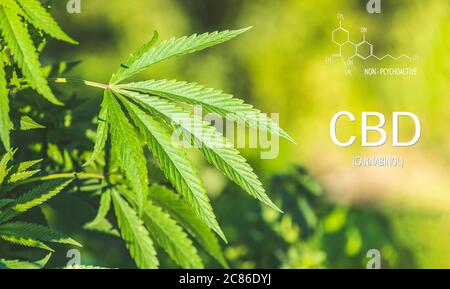 Schönes Blatt Cannabis Marihuana mit Bild der CBD THC Chemische Strukturformel, Cannabisindustrie, Hanf anbauen, Pharmazie Geschäft Stockfoto