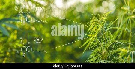 Marihuana CBD und THC Poster mit wissenschaftlicher Formel, Marihuana und medizinische Gesundheit, Cannabisindustrie, Hanf-Anbau, Pharmazie. Tetrahydrocann Stockfoto