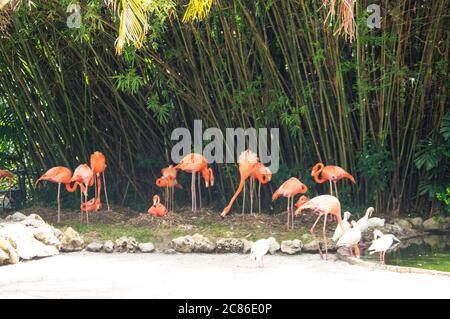 Rosa Flamingos auf dem Gartenbild in Florida aufgenommen Stockfoto