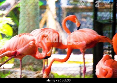 Rosa Flamingos auf dem Gartenbild in Florida aufgenommen Stockfoto