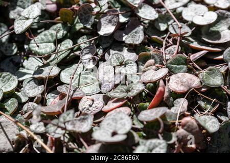 Ceropegia woodii, auch bekannt als Kette von Herzen, Kragen von Herzen, Kette von Herzen, Rosenkranz Rebe, Herz-auf-einem-String oder Liebsten Rebe Stockfoto