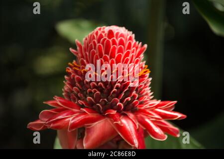 Rote Ingwerblume auf grünem tropischem Hintergrund. Hintergrund des Nahaufnahme-Bildes Stockfoto