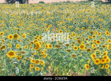 Sonnenblumen Feld, Alpes de Haute Provence, Provence, Frankreich, Stockfoto