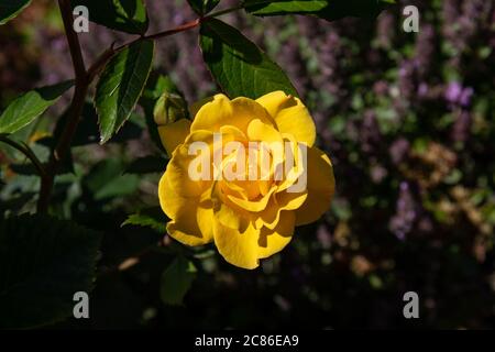 Gelbe Rose von Rosa 'Gold Marie' Stockfoto