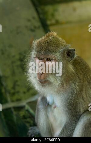 Affen in Ubud-Bali Stockfoto