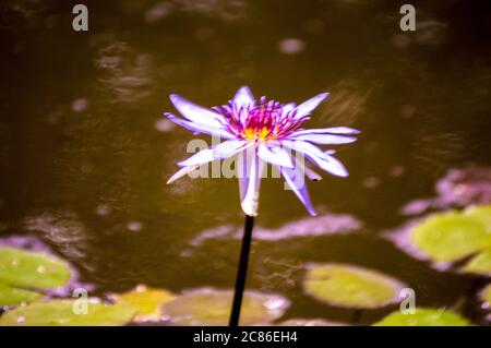 Nahaufnahme der Lotuslilafarbene Blume in einem Teich Stockfoto