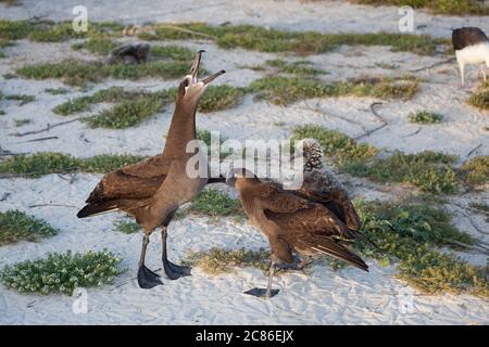 Schwarzfußalbatros, Phoebastria nigripes ( früher Diomedea nigripes ), Himmel ruft während Balztanz, Sand Island, Midway Atoll, Midway NWR Stockfoto