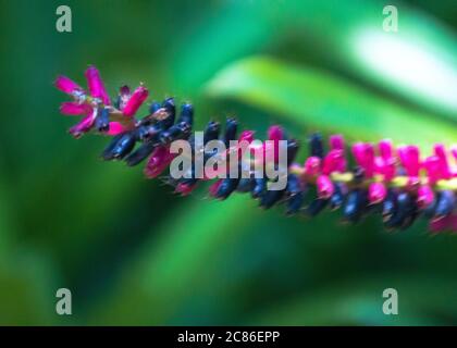 Rosa-schwarze Blume auf grünem Hintergrund Bild in Florida USA aufgenommen Stockfoto