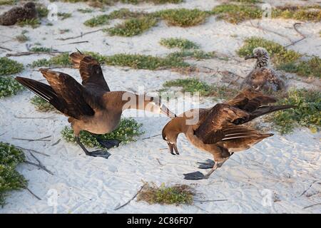 Schwarzfußalbatros, Phoebastria nigripes (ehemals Diomedea nigripes), Balztanz, Sand Island, Midway Atoll, Midway National Wildlife Refuge Stockfoto