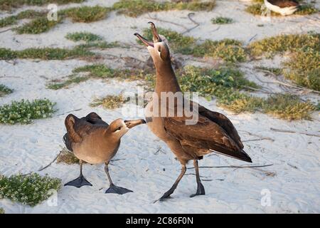 Schwarzfußalbatros, Phoebastria nigripes ( Diomedea nigripes), Himmelsklappung während des Balztanzes, Sand Island, Midway National Wildlife Refuge Stockfoto