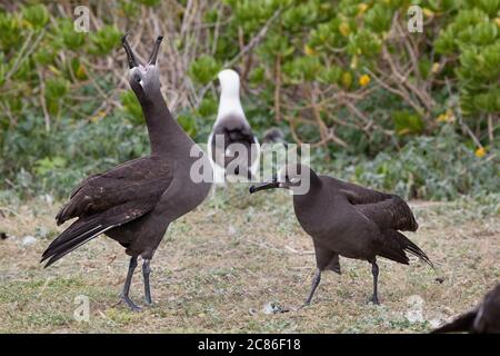 Schwarzfußalbatros, Phoebastria nigripes (früher Diomedea nigripes), Himmelskall während des Balztanzes, Sand Island, Midway Atoll, Midway NMR Stockfoto