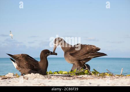 Schwarzfußalbatros, Phoebastria nigripes (ehemals Diomedea nigripes), Balztanz, Sand Island, Midway Atoll, Midway National Wildlife Refuge Stockfoto