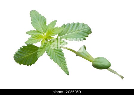 Junge Cannabispflanze isoliert auf weißem Hintergrund. Stockfoto