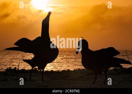 Schwarzfußalbatros, Phoebastria nigripes, Himmel zeigt während Balztanz bei Sonnenuntergang, Sand Island, Midway Atoll National Wildlife Refuge, USA Stockfoto