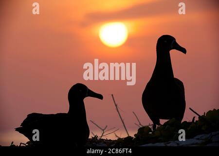 Schwarzfußalbatrosse, Phoebastria nigripes, bei Sonnenuntergang, Sand Island, Midway Atoll National Wildlife Refuge, Papahanaumokuakea Marine National Mnmt. Stockfoto