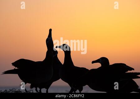 Schwarzfußalbatros, Phoebastria nigripes, Himmel zeigt während Balztanz bei Sonnenuntergang, Sand Island, Midway Atoll National Wildlife Refuge, USA Stockfoto