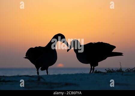 Schwarzfußalbatros, Phoebastria nigripes, Courting bei Sonnenuntergang, Sand Island, Midway Atoll, Midway National Wildlife Refuge, Papahanaumokuakea MNM Stockfoto