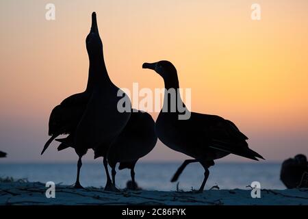 Schwarzfußalbatros, Phoebastria nigripes, Himmel zeigt während Balztanz bei Sonnenuntergang, Sand Island, Midway Atoll National Wildlife Refuge, USA Stockfoto