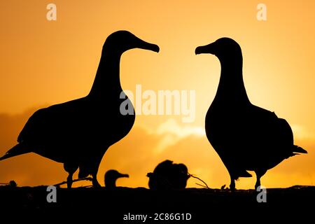 Schwarzfußalbatros, Phoebastria nigripes, Balzgetanz bei Sonnenuntergang, Sand Island, Midway Atoll National Wildlife Refuge, Papahanaumokuakea Stockfoto