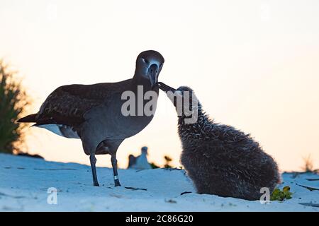 Schwarzfußalbatros, Phoebastria nigripes, Küken bettelnde Eltern, um bei Sonnenuntergang gefüttert zu werden, Sand Island, Midway Atoll National Wildlife Refuge, USA Stockfoto