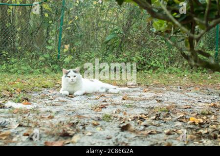 Nette weiße Katze ruht auf dem Garten Hintergrundbild Bild Stockfoto