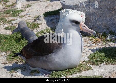 Hybrid zwischen blackfooted Albatross, Phoebastria nigripes, und Laysan Albatross Phoebastria immutabilis, Sand Island, Midway Atoll, USA Stockfoto