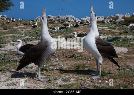 Hybrid zwischen Schwarzfußalbatros, Phoebastria nigripes und Laysan Albatros (links) und Laysan Albatros, Phoebastria immutabilis (rechts) Midway Stockfoto