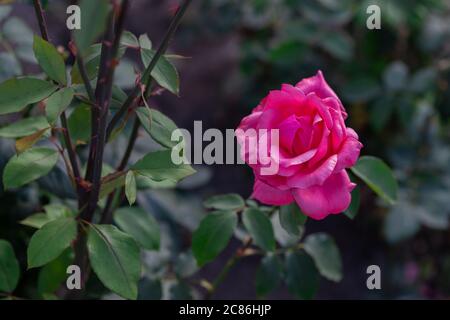 Wunderschöne rosa Rose. Einzelne englische Rosenblüte im Garten. Stockfoto