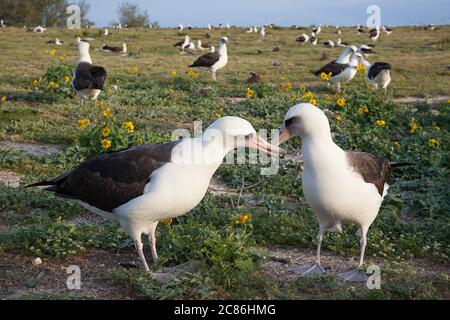 Laysan Albatross, Phoebastria immutabilis, Abrechnung während der Balz, Sand Island, Midway Atoll National Wildlife Refuge, Papahanaumokuakea MNM, Hawaii Stockfoto