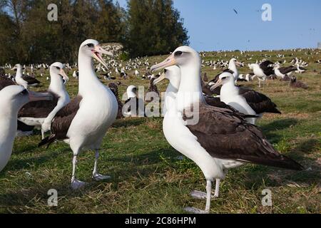 Laysan Albatross, Phoebastria immutabilis, Balz, Sand Island, Midway Atoll National Wildlife Refuge, Papahanaumokuakea Marine National Monument Stockfoto