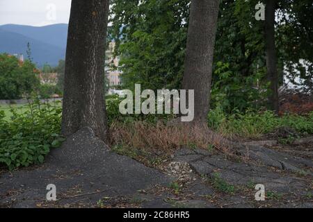 Zwei Bäume wachsen auf einem Bürgersteig mit Bitumen oder Asphalt bedeckt. Die wachsenden Baumwurzeln verformen die Asphaltdecke und verursachen Risse und unebene Oberfläche. Stockfoto