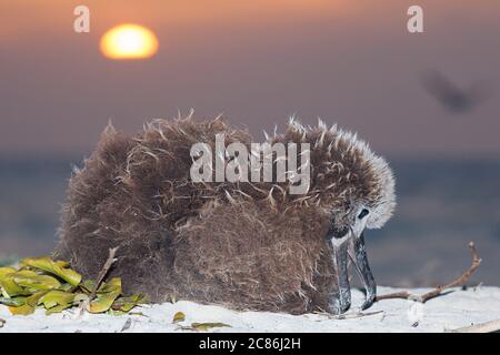 Laysan Albatross, Phoebastria immutabilis, Küken am Strand bei Sonnenuntergang, Sand Island, Midway Atoll National Wildlife Refuge, Papahanaumokuakea MNM, Hawaii Stockfoto