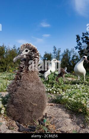 Laysan Albatross, Phoebastria immutabilis, Sand Island, Midway Atoll National Wildlife Refuge, Papahanaumokuakea Marine National Monument, Hawaii, USA Stockfoto