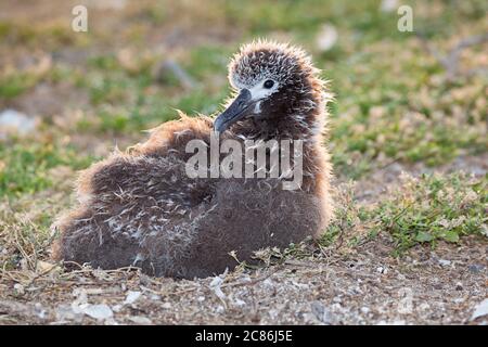 Laysan Albatross-Küken, Phoebastria immutabilis, Sand Island, Midway Atoll National Wildlife Refuge, Papahanaumokuakea Marine National Monument, USA Stockfoto