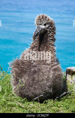 Laysan Albatross-Küken, Phoebastria immutabilis, Sand Island, Midway Atoll National Wildlife Refuge, Papahanaumokuakea Marine National Monument, USA Stockfoto