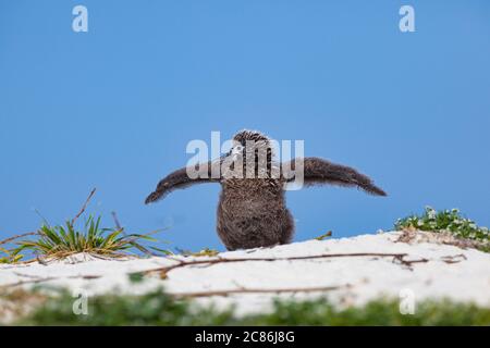 Laysan Albatross, Phoebastria immutabilis, Küken, die Flügel trainieren, Sand Island, Midway Atoll National Wildlife Refuge, Papahanaumokuakea Marine NM Stockfoto