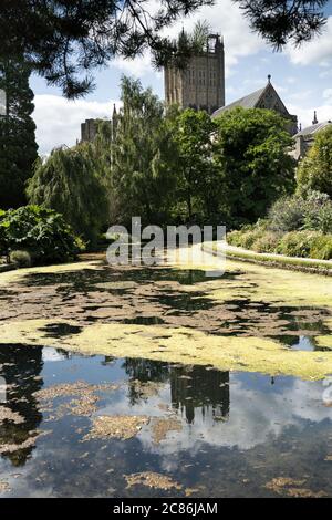 Blick auf die Kathedrale von Wells aus dem Bishop's Garden Stockfoto