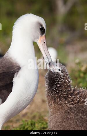 Laysan Albatross, Phoebastria immutabilis, Küken häpft Elternschnabel um um um eine Fütterung zu betteln, Sand Island, Midway Atoll, Midway National Wildlife Refuge, Stockfoto