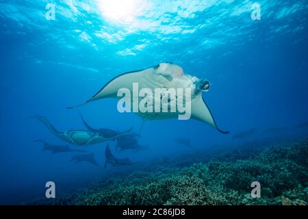 Riff-Manta-Rochen, Manta alfredi, Kreuzfahrt über die Untiefen vor Ukumehame in einem Paarungszug, Maui, Hawaii. Stockfoto